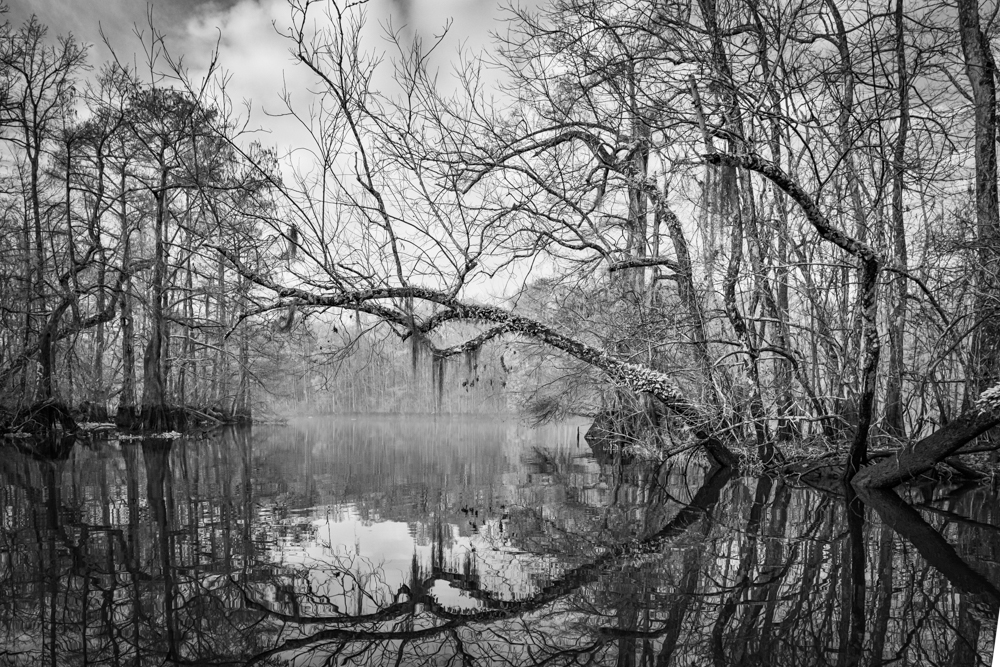 Atchafalaya Dawn