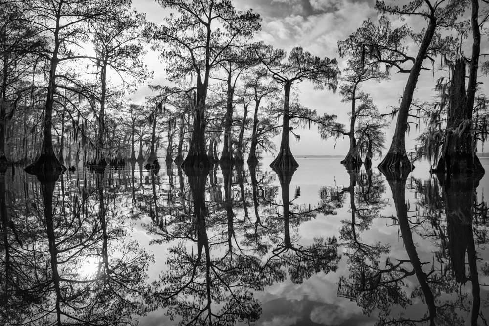 Atchafalaya Dawn