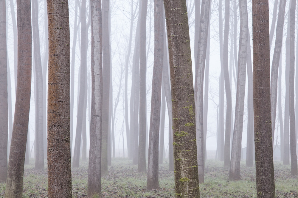 Fog around us