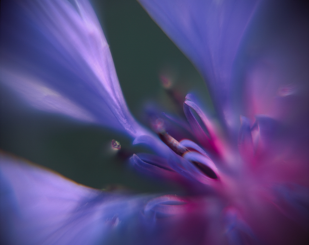 Centaurea