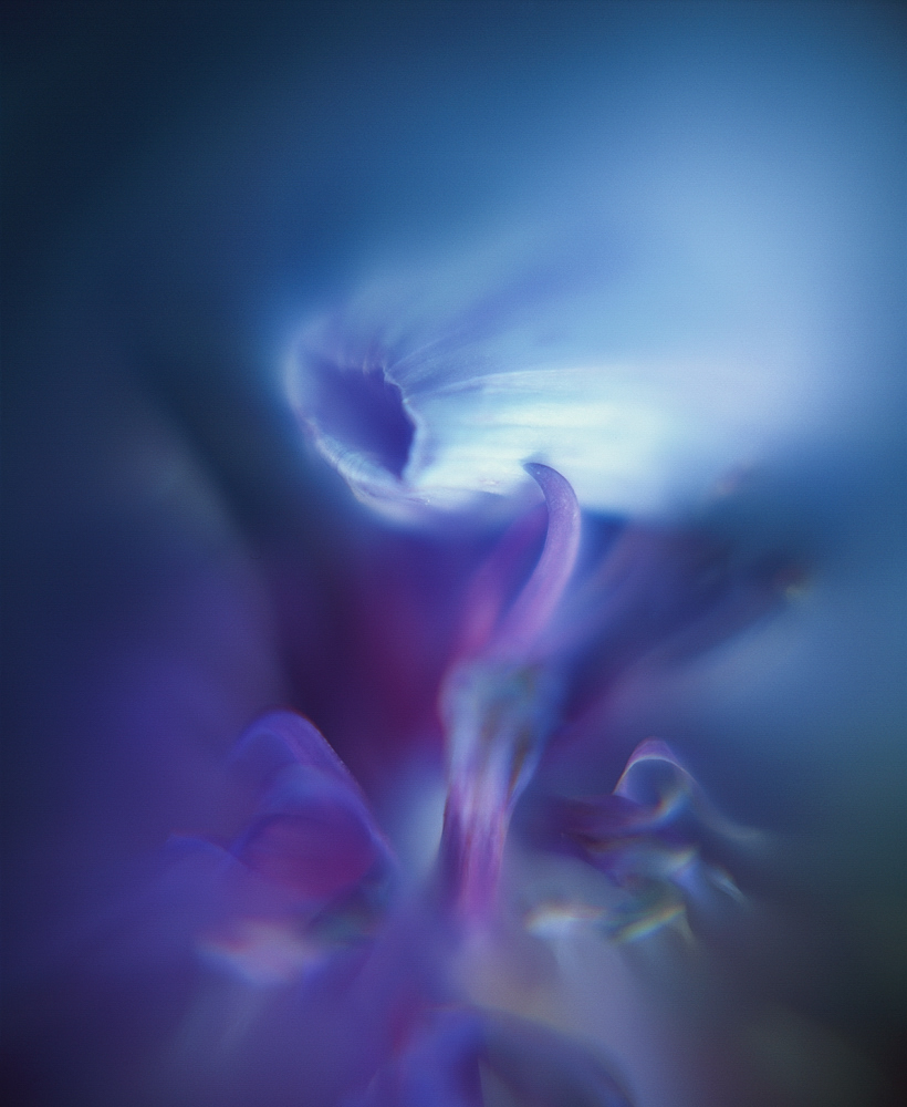 Centaurea