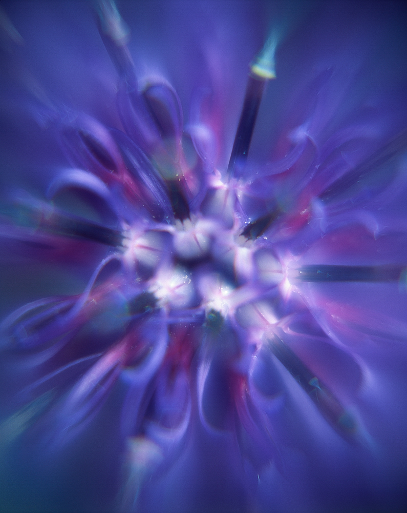 Centaurea