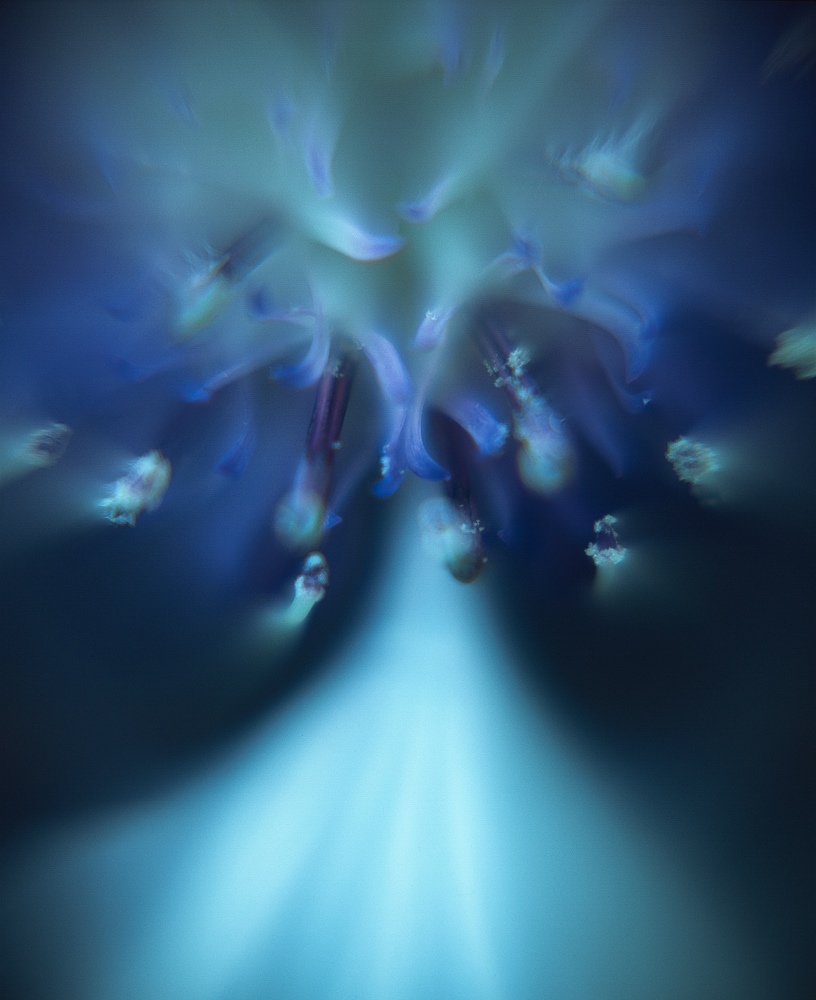 Centaurea