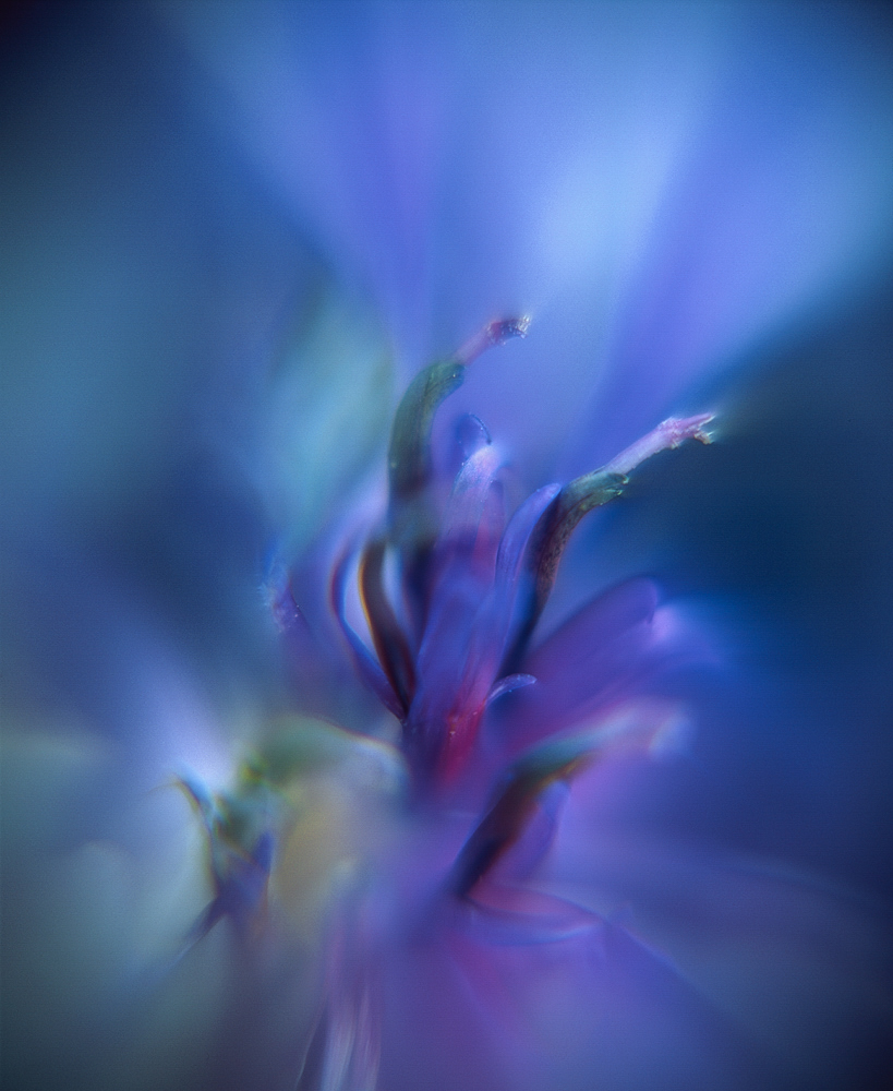 Centaurea