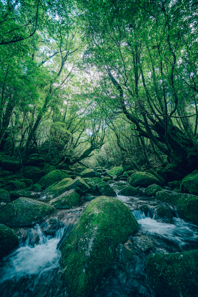 Life Stream.