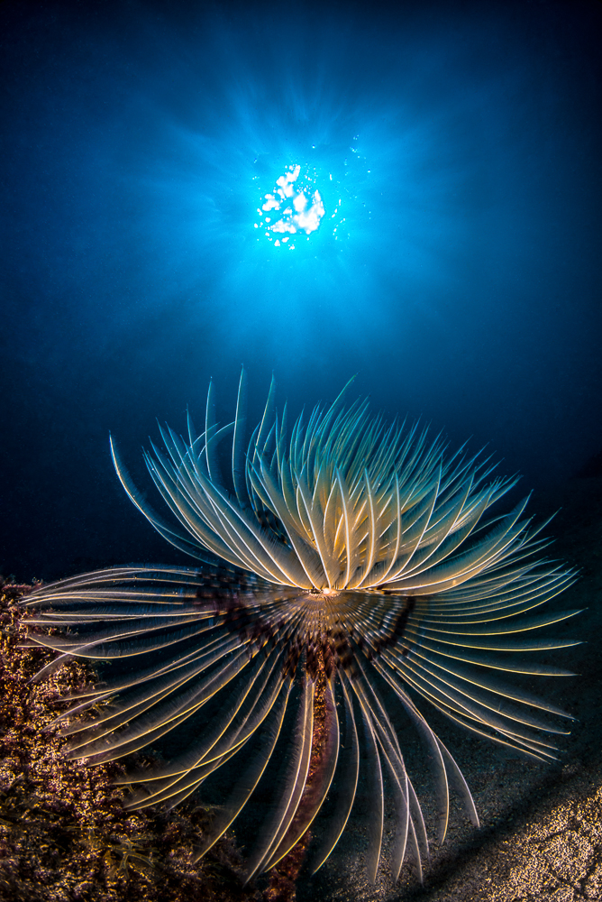 Sunburst