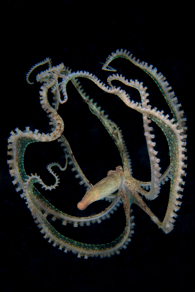 Mediterranean Beauty
