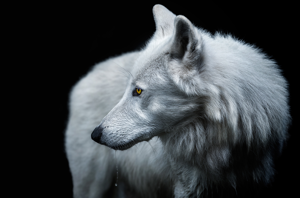 Wild souls