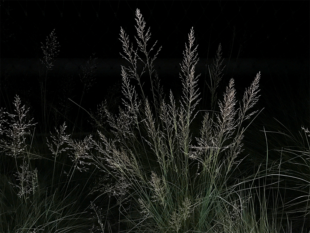 Under the Nocturnal Light