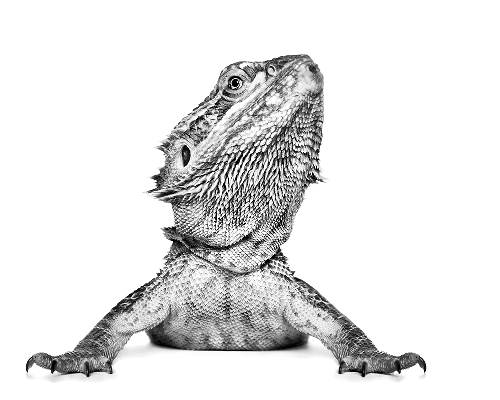 Reptilian