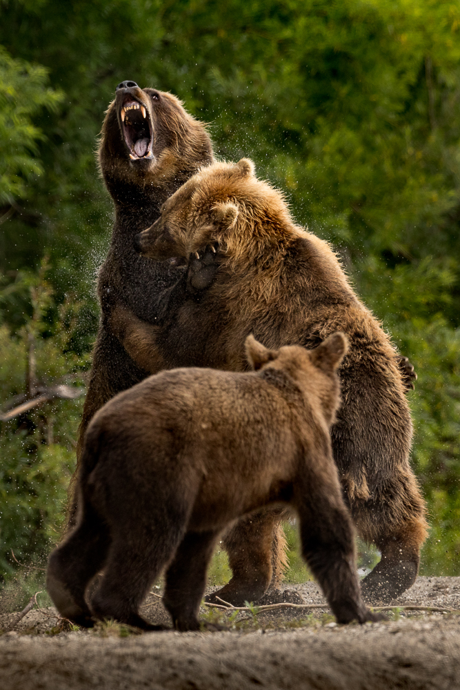 Angry Bears