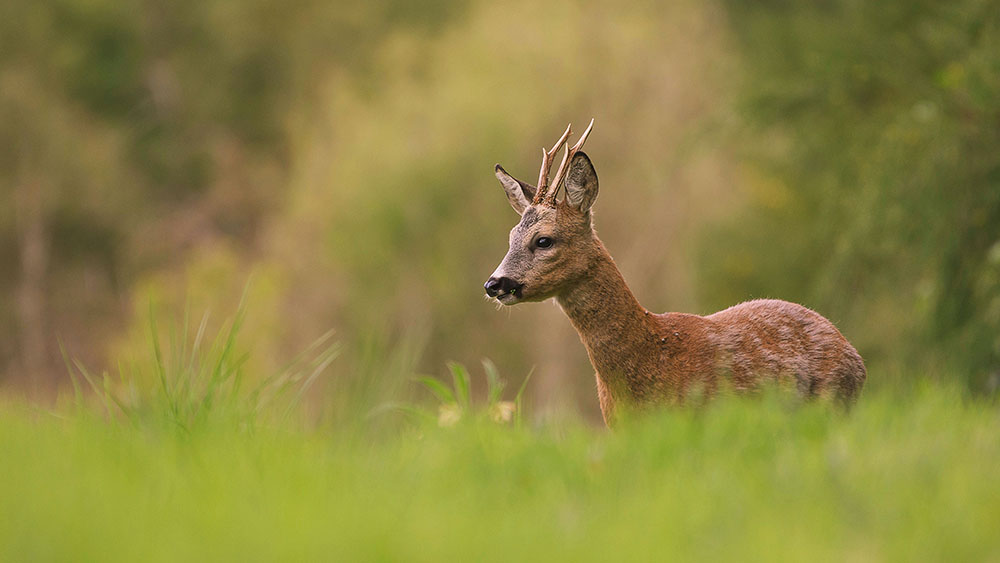 Deers