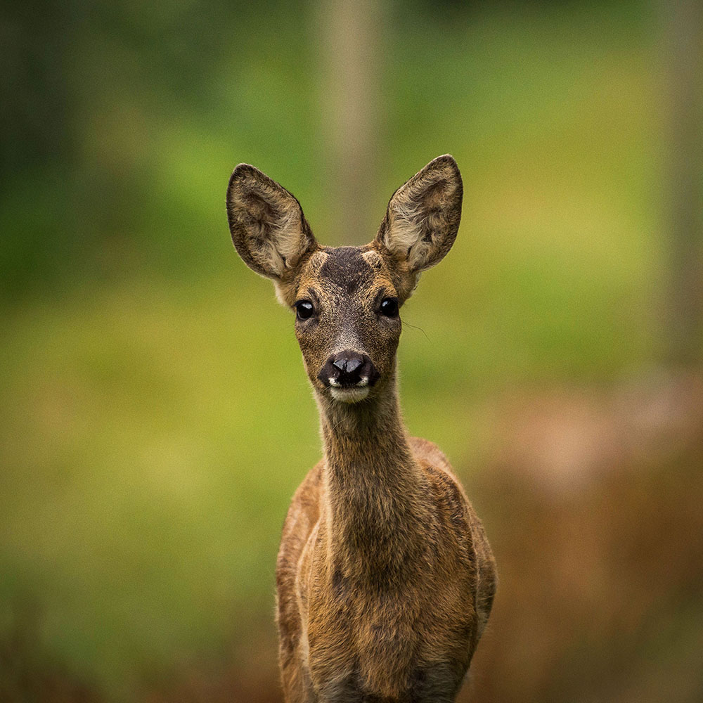 Deers