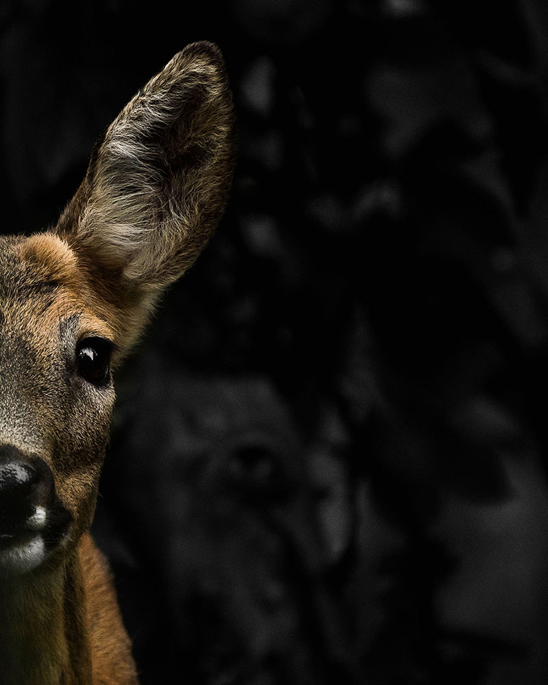 Deers