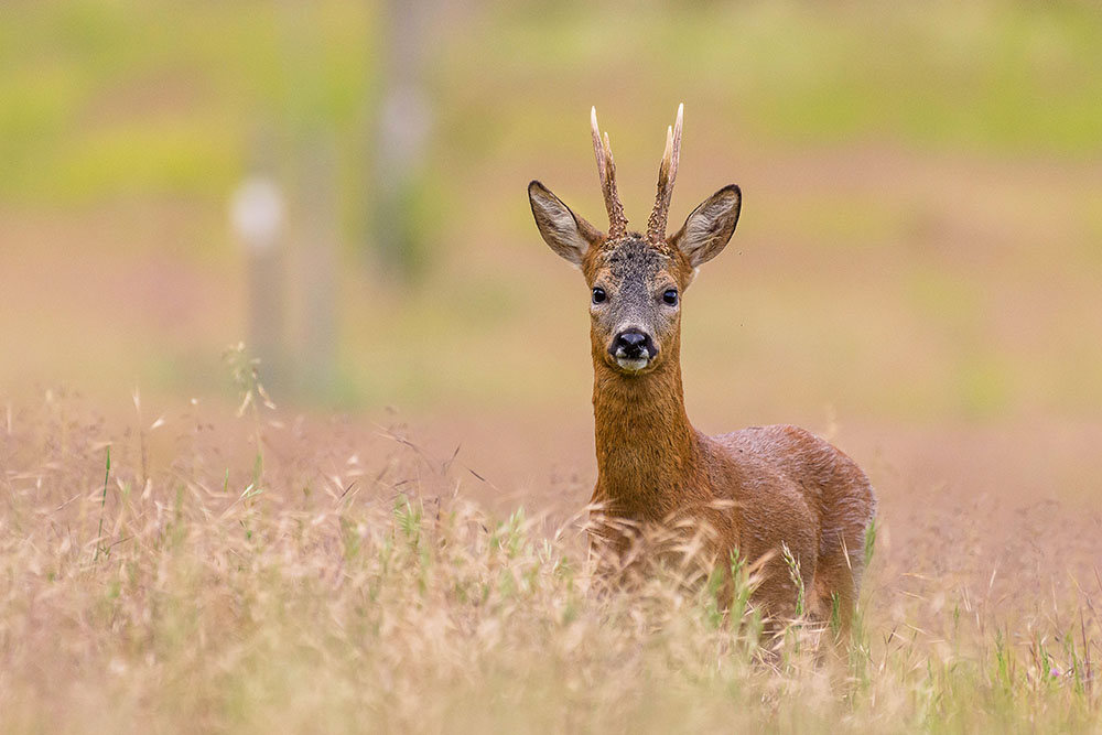 Deers