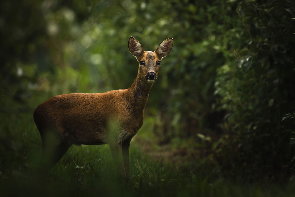 Deers