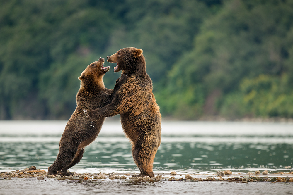 Bear Mother Fighting to Survive