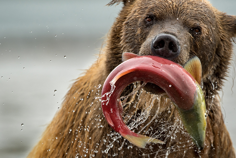 Bear Mother Fighting to Survive