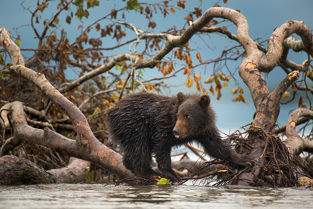 Bear Mother Fighting to Survive