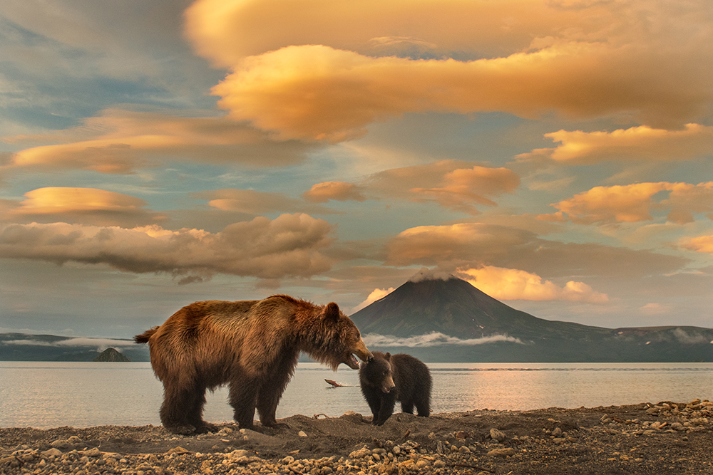 Bear Mother Fighting to Survive