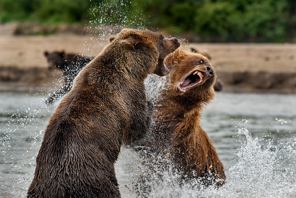 Bear Mother Fighting to Survive