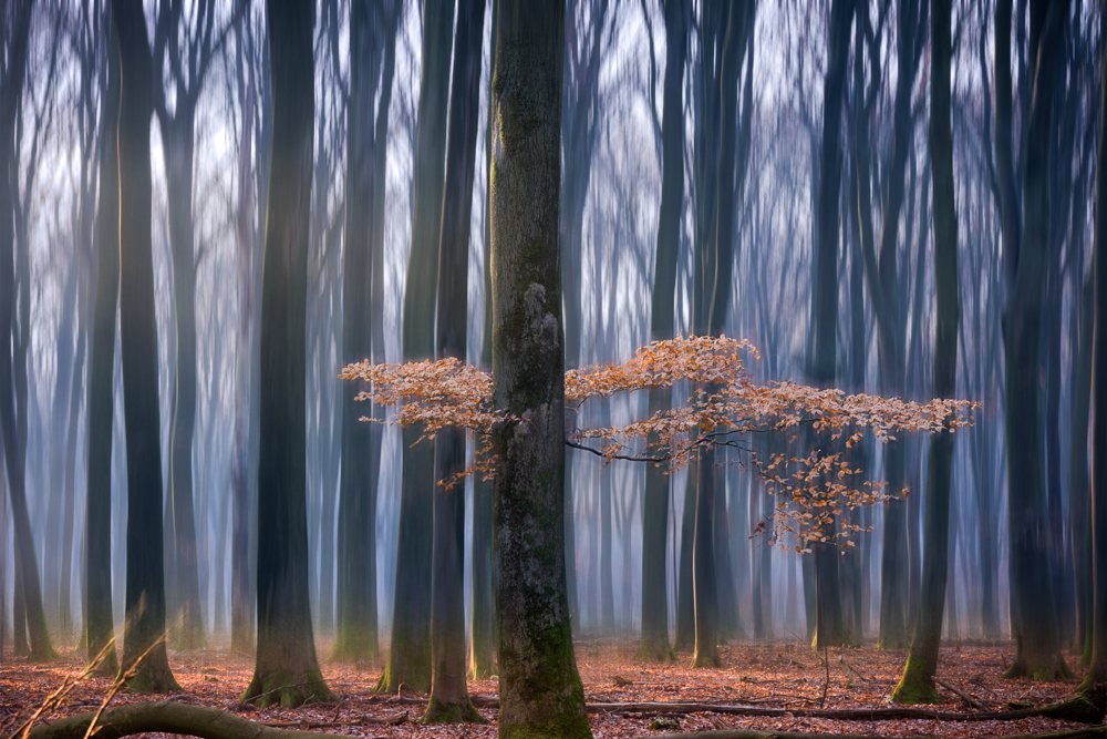 Forest's beauty