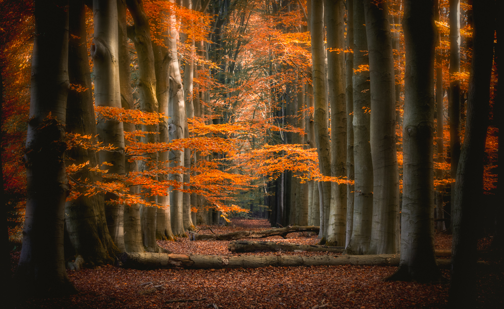 Forest's beauty