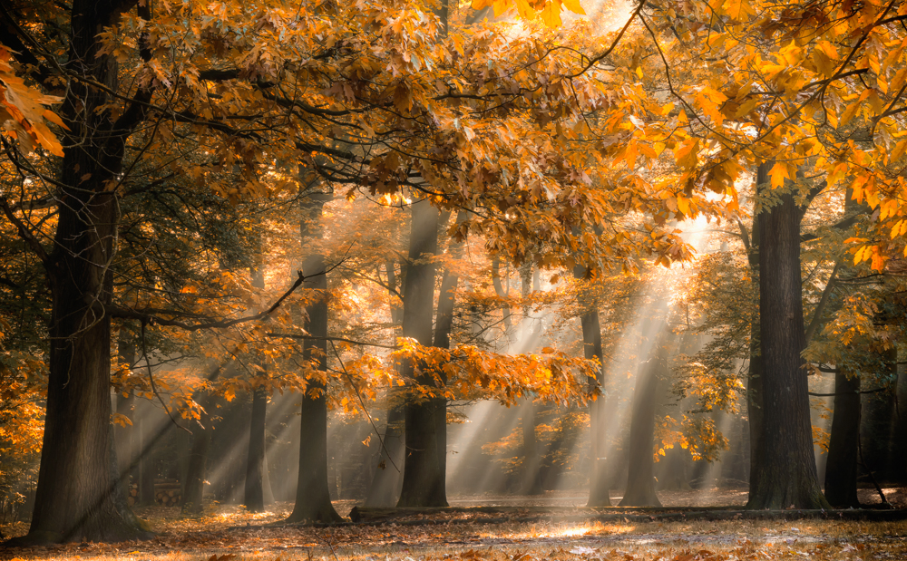 Forest's beauty