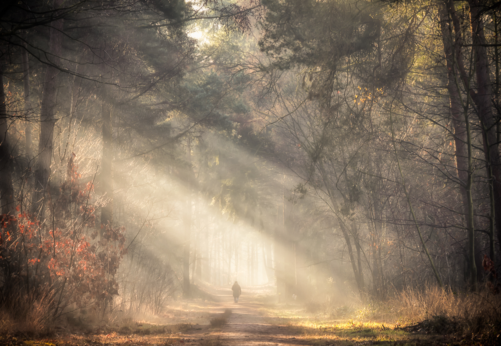 Forest's beauty