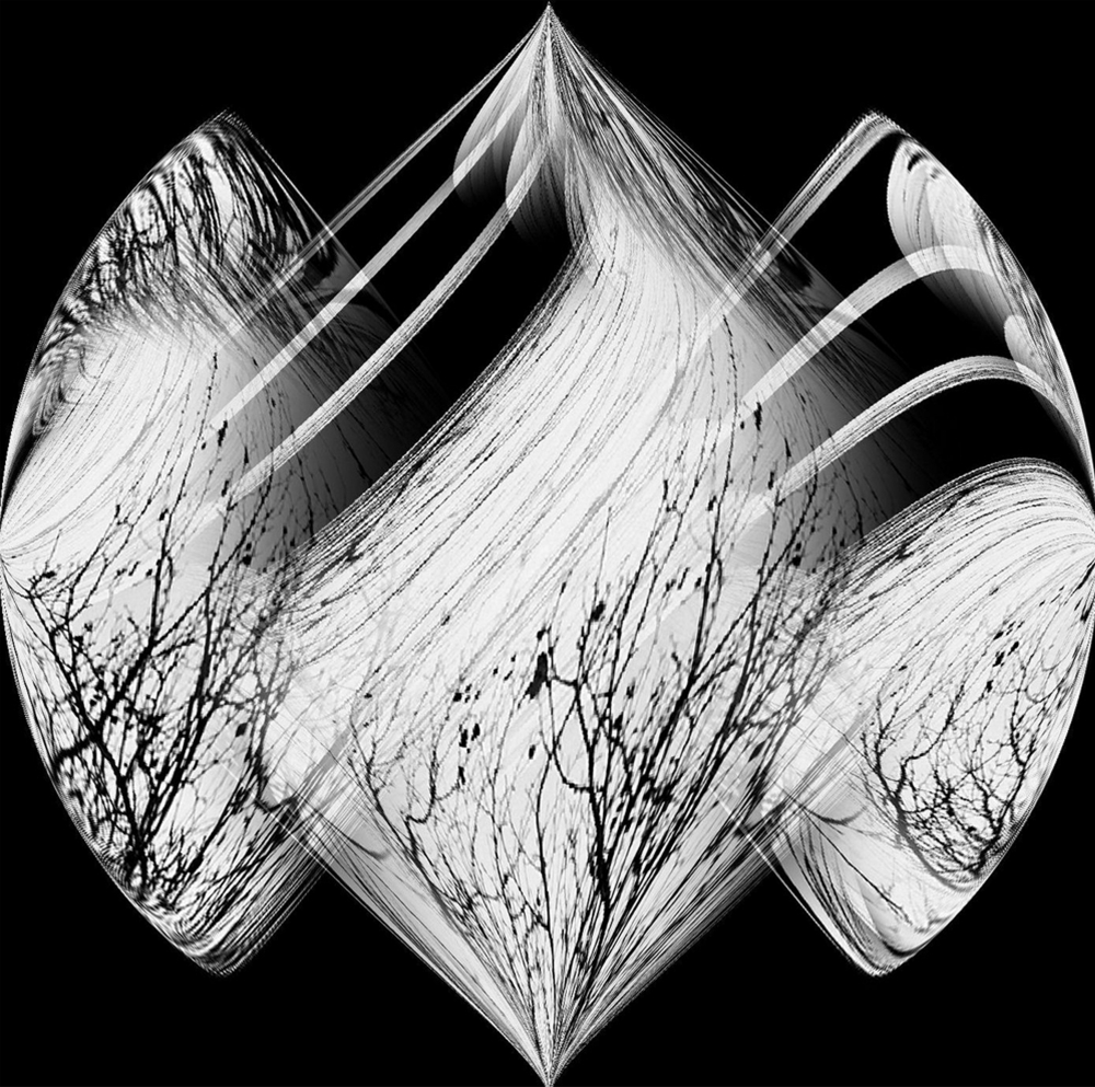 Tree branches