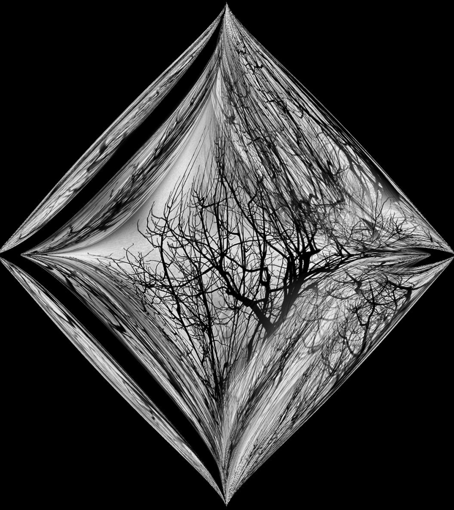 Tree branches