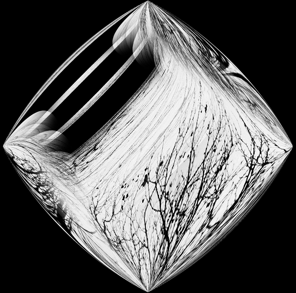 Tree branches
