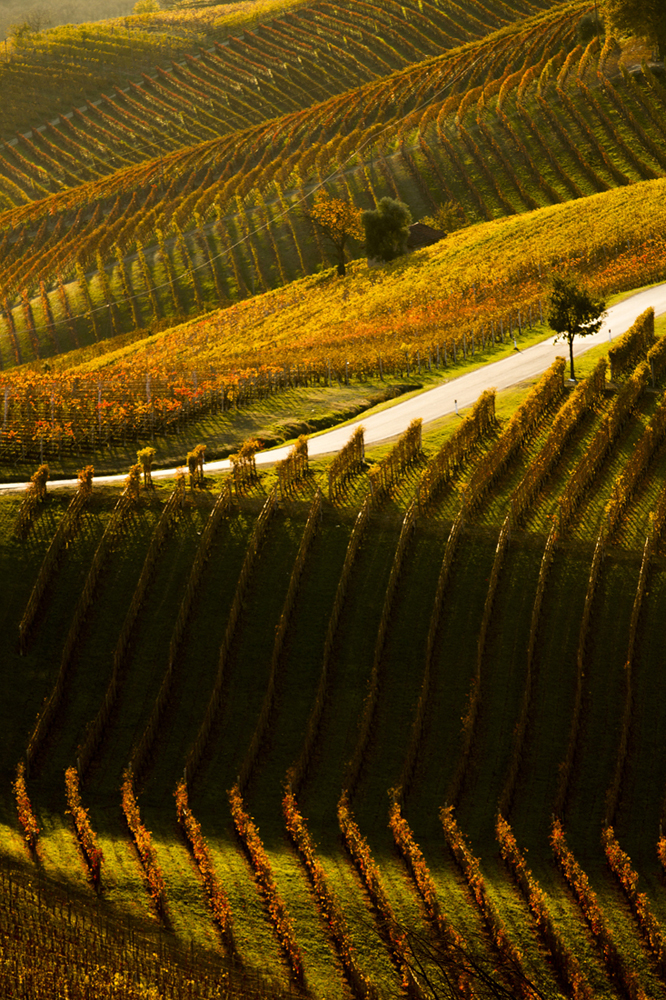Rural landscape, le Langhe.