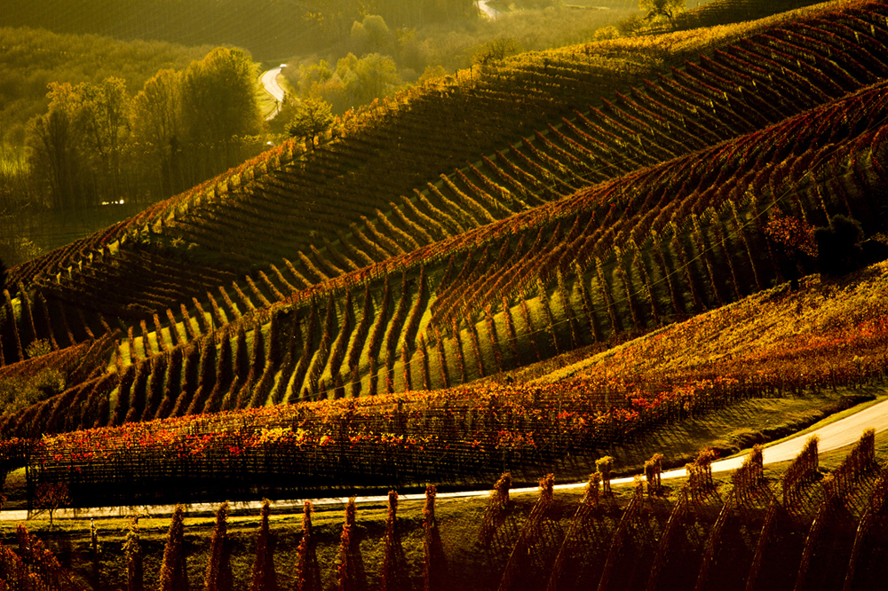 Rural landscape, le Langhe.