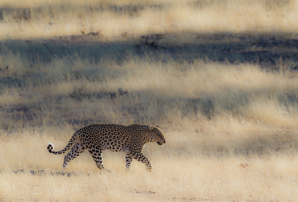 Kalahari