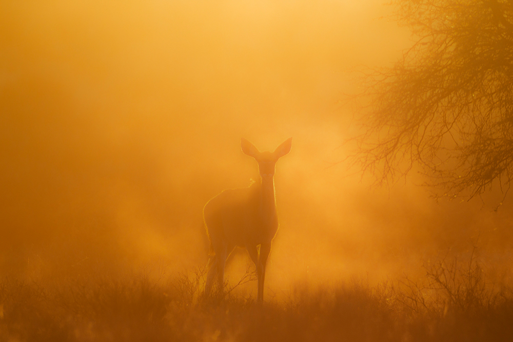 Kalahari