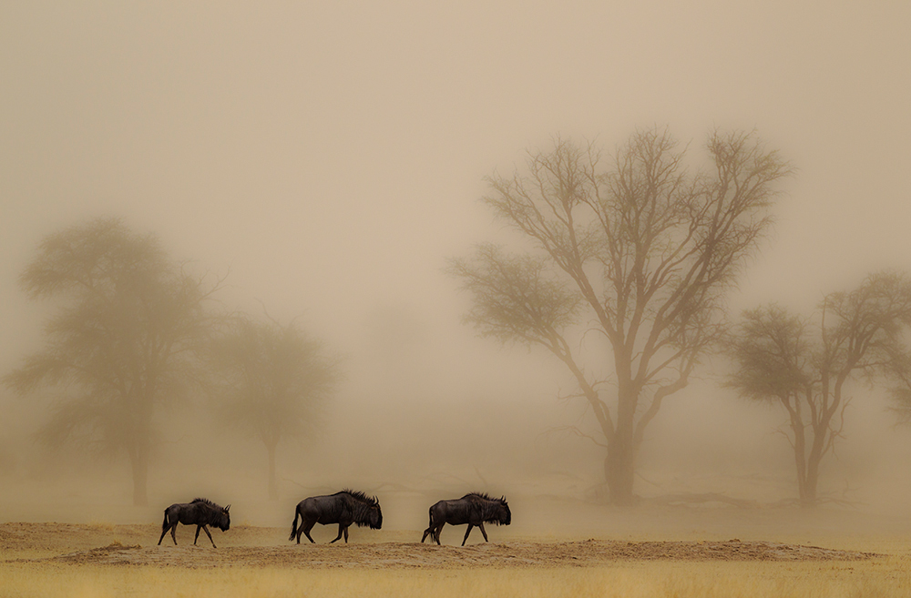 Kalahari
