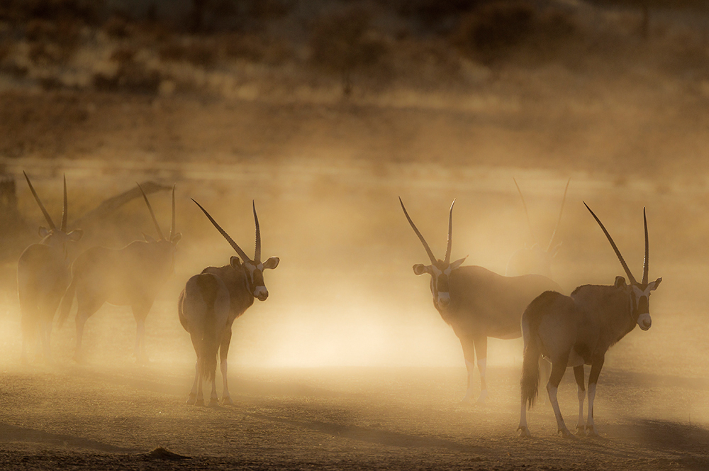 Kalahari