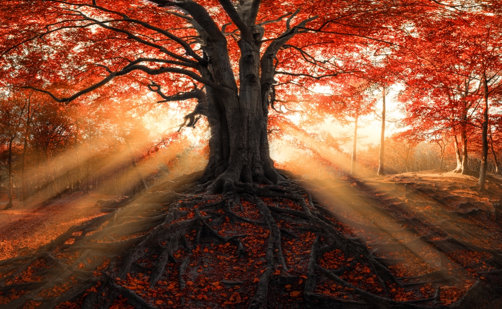 The house of the Fairy