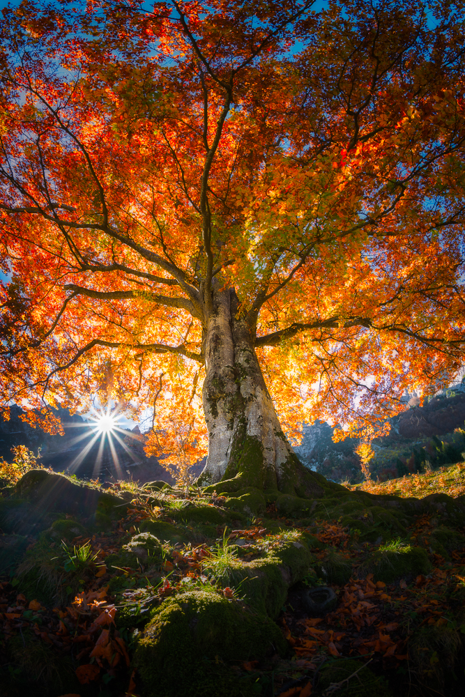 TREE OF LIFE