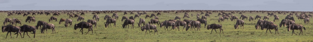 The Tenebo Herd: Life of a Serengeti of Wildebeest 
