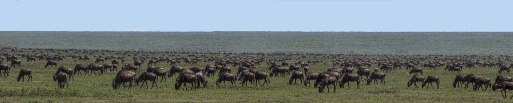The Tenebo Herd: Life of a Serengeti of Wildebeest 