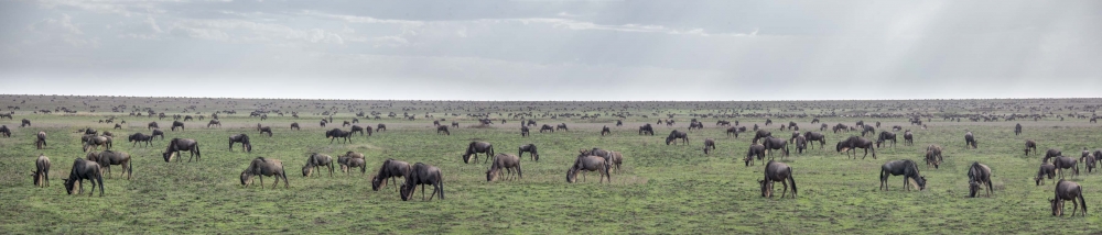 The Tenebo Herd: Life of a Serengeti of Wildebeest 