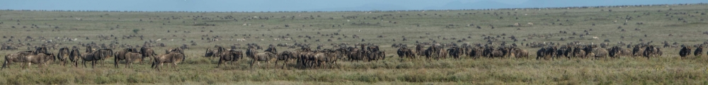 The Tenebo Herd: Life of a Serengeti of Wildebeest 