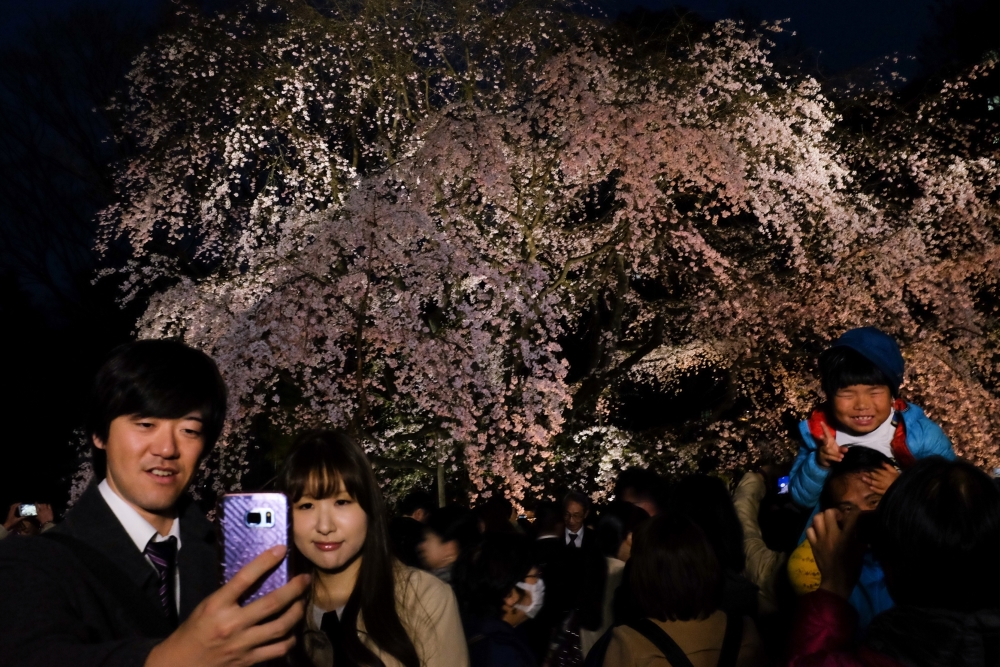 Portraits of Sakura