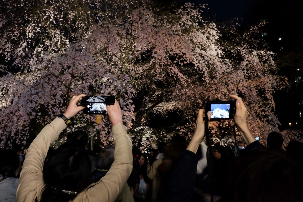 Portraits of Sakura