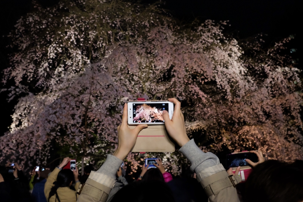 Portraits of Sakura