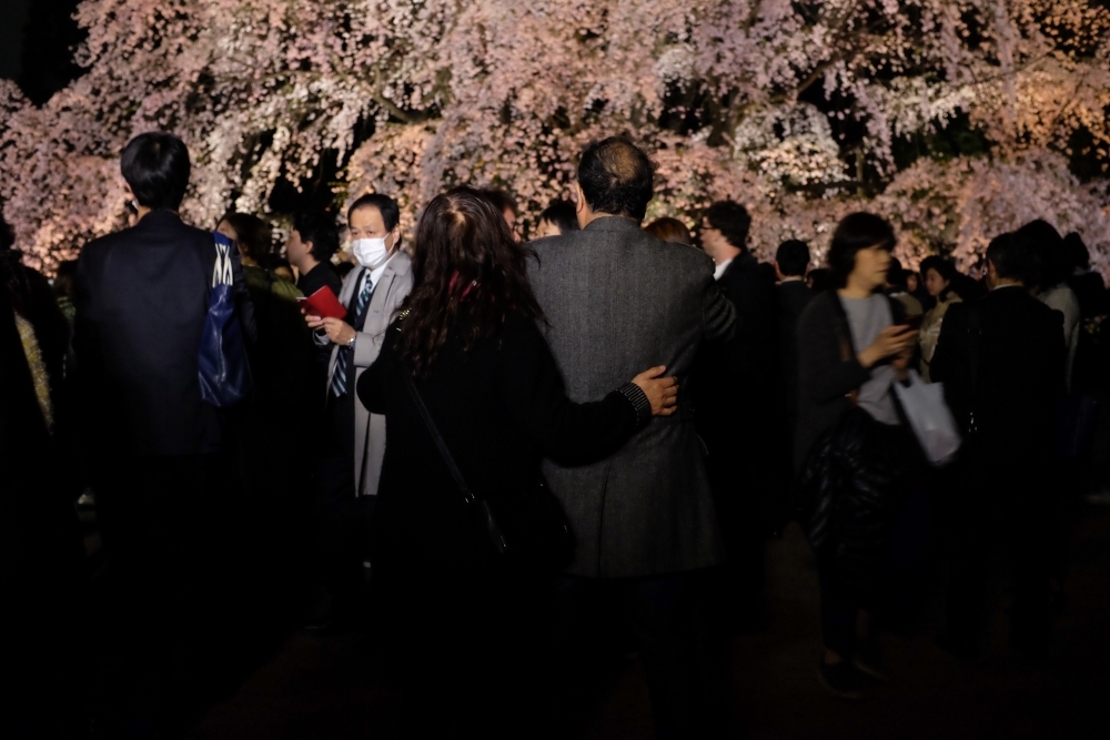 Portraits of Sakura