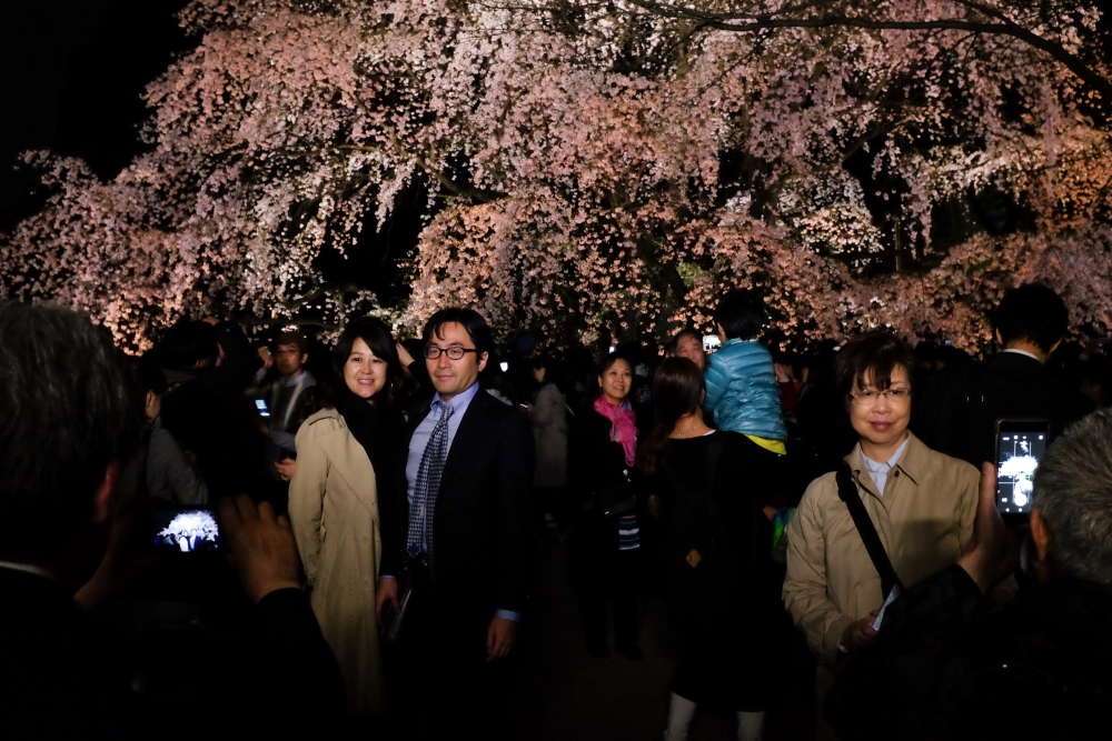 Portraits of Sakura