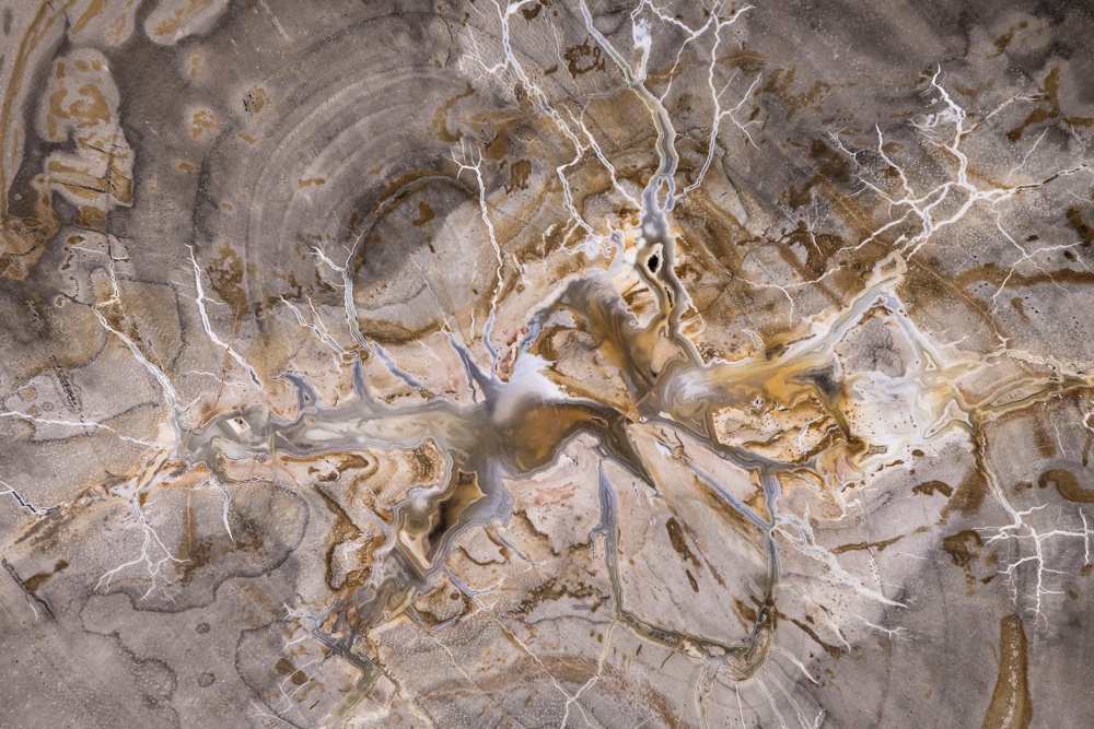 Hippocampus